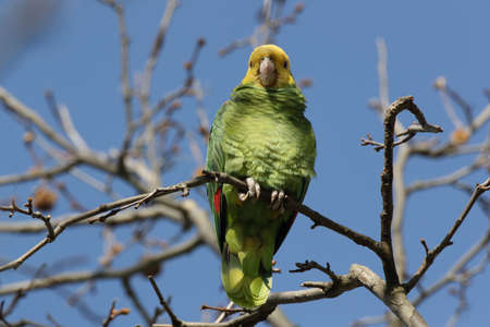 Yellow-headed Amazon (Amazona oratrix), Rosenstein Park, Stuttgart, Baden-Wuerttembergの写真素材