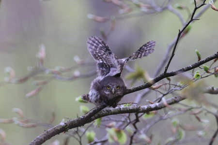 young Eurasian pygmy owl (Glaucidium passerinum) Swabian Jura Germanyの写真素材