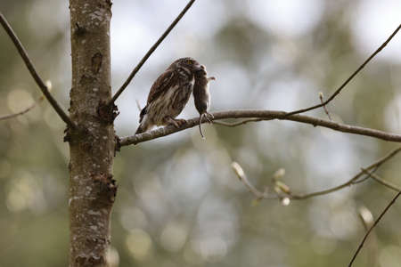 Eurasian pygmy owl (Glaucidium passerinum) Swabian Jura Germany