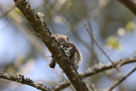 young Eurasian pygmy owl is fed Swabian Jura