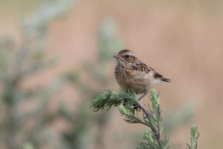 young whinchat (Saxicola rubetra)の写真素材