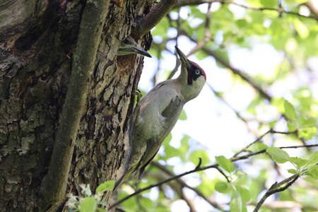 European green woodpecker at the nest holeの写真素材