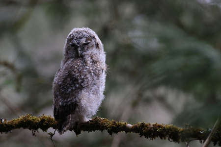 Little Tawny Owl or Brown Owl (Strix Aluco) sitting on the tree in the forest