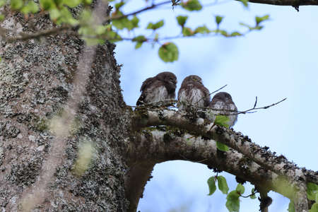 young Eurasian pygmy owl (Glaucidium passerinum) Swabian Juraの写真素材