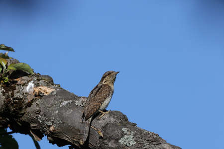 Eurasian wryneck or northern wryneck (Jynx torquilla) germany