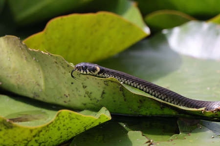 Grass snake, grass snake (Natrix natrix), on lily pad, Germanyの写真素材