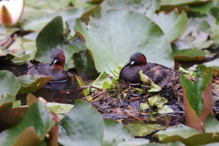 little grebe at the nest (Tachybaptus ruficollis) germany