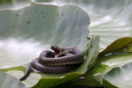 Grass snake, grass snake (Natrix natrix), on lily pad, Germany