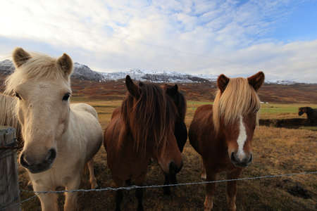 Wild horses, Iceland horses, east Coast, Icelandの写真素材