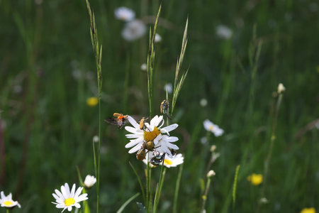 Hoplia argentea Swabian Alb Germany