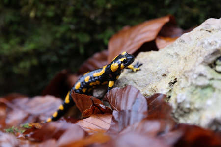 Fire Salamander (Salamandra salamandra) Germany