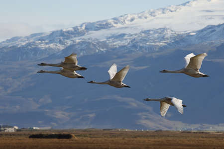 Whooper swans in the autumn (Cygnus cygnus) Icelandの写真素材