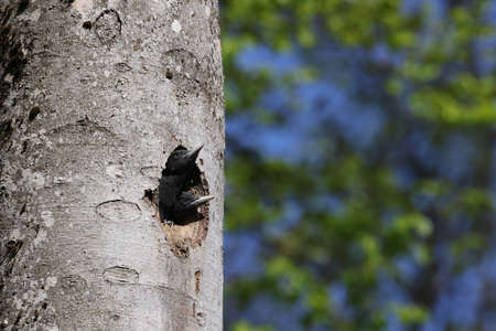 Black Woodpecker ( Dryocopus martius ) young woodpeckers Germanyの写真素材