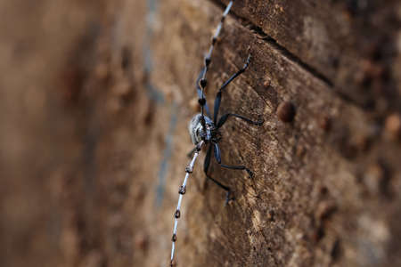 Rosalia longicorn (Rosalia alpina) or Alpine longhorn beetle Swabian Jura Germanyの写真素材