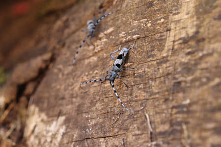 Rosalia longicorn (Rosalia alpina) or Alpine longhorn beetle Swabian Jura Germanyの写真素材