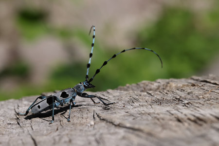 Rosalia longicorn (Rosalia alpina) or Alpine longhorn beetle Swabian Jura Germanyの写真素材