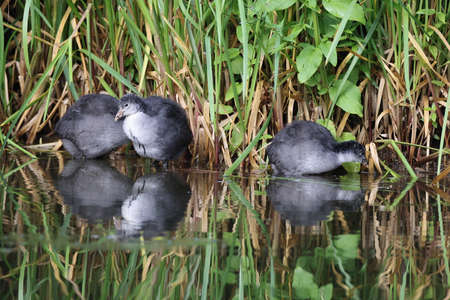 Eurasian Coot Chicks ( Fulica Atra ) in a Pondの写真素材