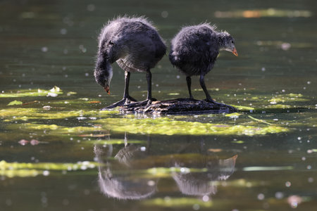 Eurasian Coot Chicks ( Fulica Atra ) in a Pondの写真素材