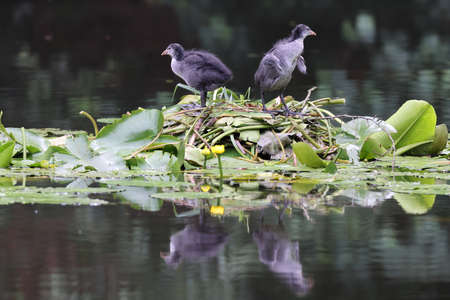Eurasian Coot Chicks ( Fulica Atra ) in a Pondの写真素材