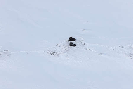 Wild Musk Ox in winter mountains in Norway, Dovrefjell national park