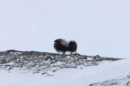 Wild Musk Ox in winter mountains in Norway, Dovrefjell national parkの写真素材