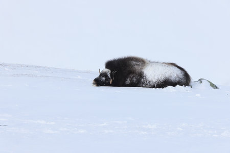 Wild Musk Ox in winter mountains in Norway, Dovrefjell national parkの写真素材