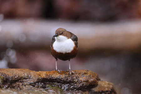 white-throated dipper (Cinclus cinclus) Germany