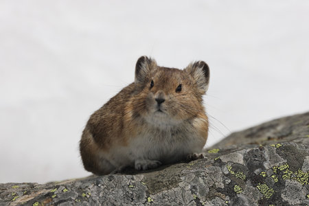 Pika Banff National Park Canadaの写真素材
