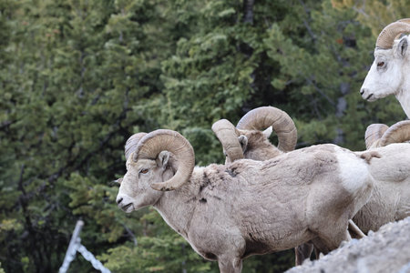 Bighorn Sheep Banff National Park Canadaの写真素材