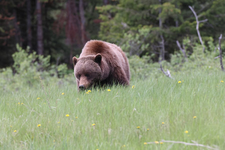 Grizzly Bear in the Canadian Rockies Jasper Canadaの写真素材