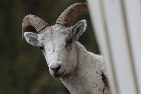 Bighorn Sheep Banff National Park Canada