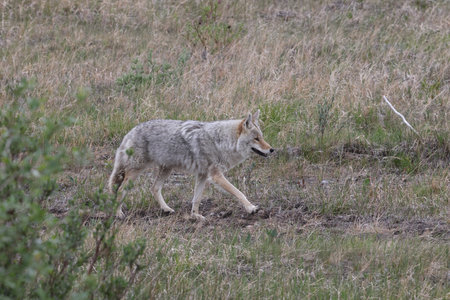 Coyote Jasper National Park Canada