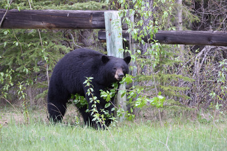 American black bear (Ursus americanus) Jasper National Park Canada