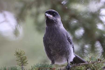 Gray Jay Perisoreus canadensis Banff National Park Canada