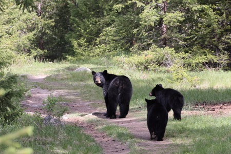 American black bear (Ursus americanus) Jasper National Park Canada