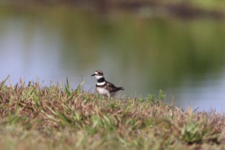 Killdeer Arthur R Marshall Loxahatchee National Wildlife Refuge Florida