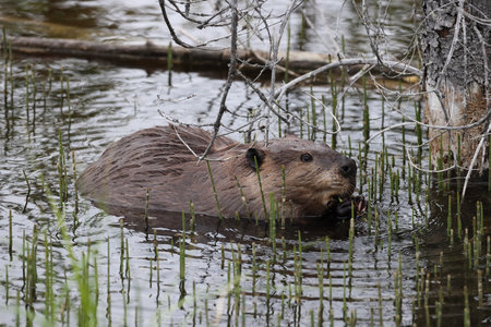 North American Beaver (Castor canadensis) Alberta Canada