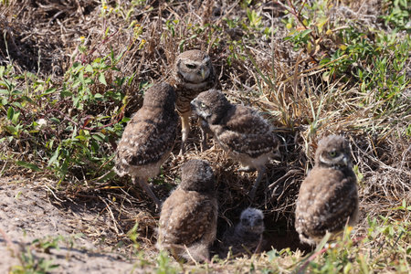 Burrowing Owl (Athene cunicularia) Cape Coral Florida USAの写真素材