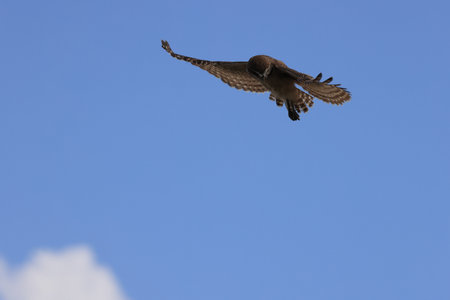 Burrowing Owl (Athene cunicularia) Cape Coral Florida USAの写真素材