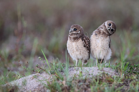 Burrowing Owl (Athene cunicularia) Cape Coral Florida USAの写真素材