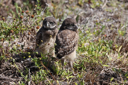 Burrowing Owl (Athene cunicularia) Cape Coral Florida USAの写真素材
