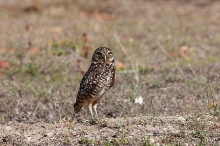 Burrowing Owl (Athene cunicularia) Cape Coral Florida USAの写真素材