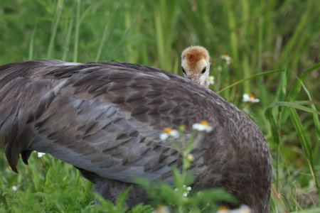 Sandhill crane, Circle B Bar Reserve, Florida, USA.の写真素材
