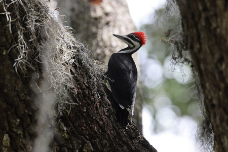 young Pileated Woodpecker (Dryocopus pileatus) at the Circle B Bar Reserve Florida USAの写真素材