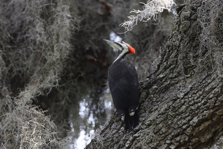 young Pileated Woodpecker (Dryocopus pileatus) at the Circle B Bar Reserve Florida USAの写真素材