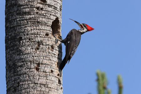Pileated Woodpecker (Dryocopus pileatus) at the Circle B Bar Reserve Florida USAの写真素材