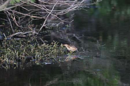 Least Bitters (Ixobrychus exilis) Wakodahatchee Wetlands Florida USA