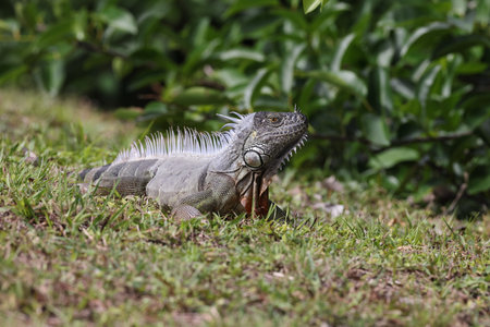 green iguana (Iguana iguana) Wakodahatchee Wetlands Florida USAの写真素材