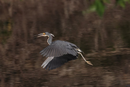 Tricolored Heron (Egretta tricolor) Wakodahatchee Wetlands Florida USAの写真素材