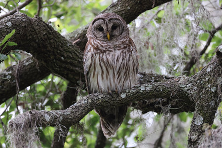 Barred Owl in Polk County Florida at the Circle B Bar Reserveの写真素材
